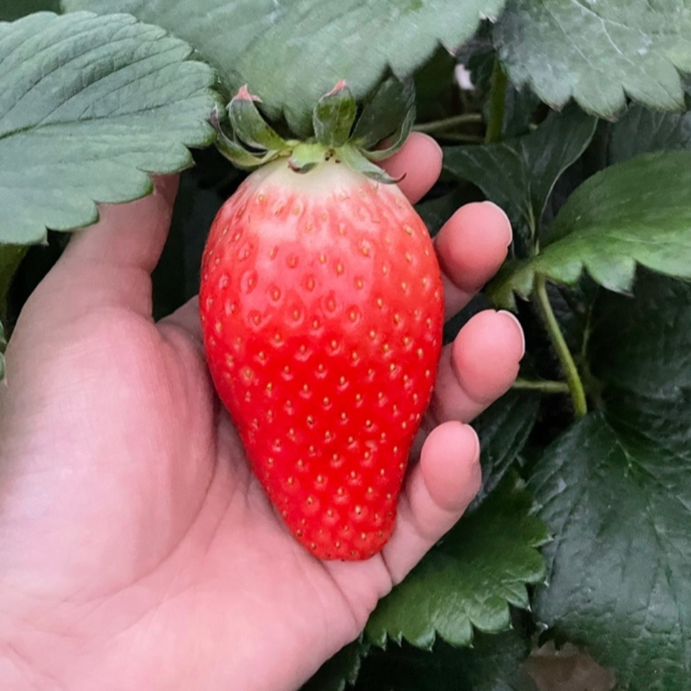 산지직송 제철딸기 설향 킹스베리 외 각종 생 딸기모음