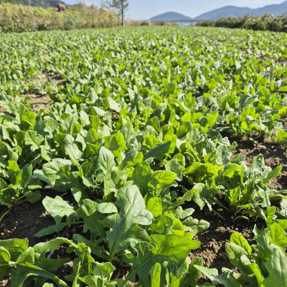 남해 보물섬 시금치 해풍 시금치제철 산지직송 중량선택