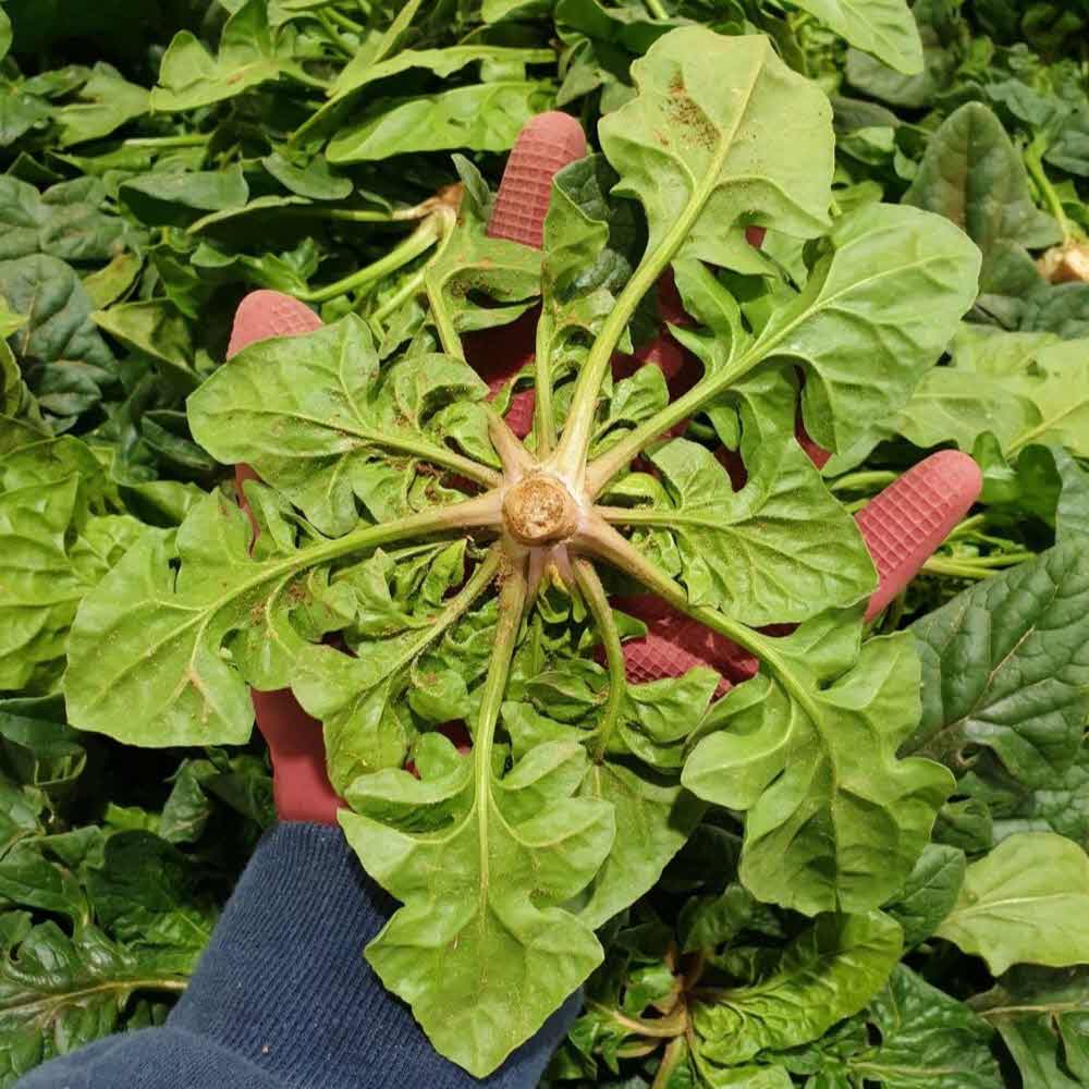 남해 보물섬 시금치 해풍 시금치제철 산지직송 중량선택