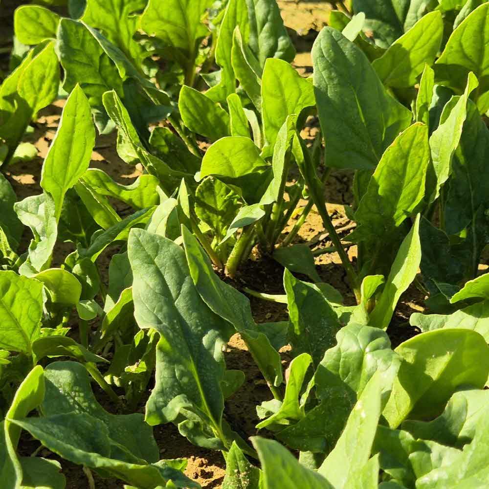 남해 보물섬 시금치 해풍 시금치제철 산지직송 중량선택