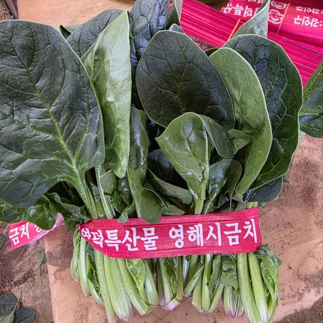 남해 보물섬 시금치 해풍 시금치제철 산지직송 중량선택 대표이미지 섬네일