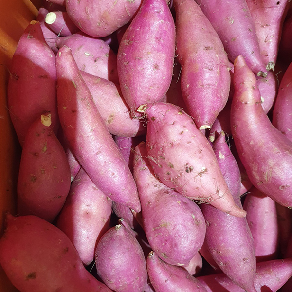 고당도 세척 베니하루카 꿀고구마 3kg 외 (한입/중상/특상/특대)