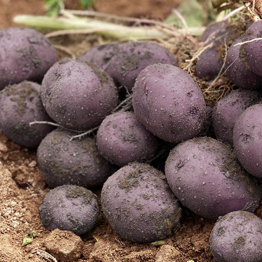 국내산 보라색 자영감자 중과 대과 3-10kg