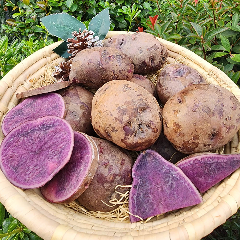 국내산 보라색 자영감자 중과 대과 3-10kg
