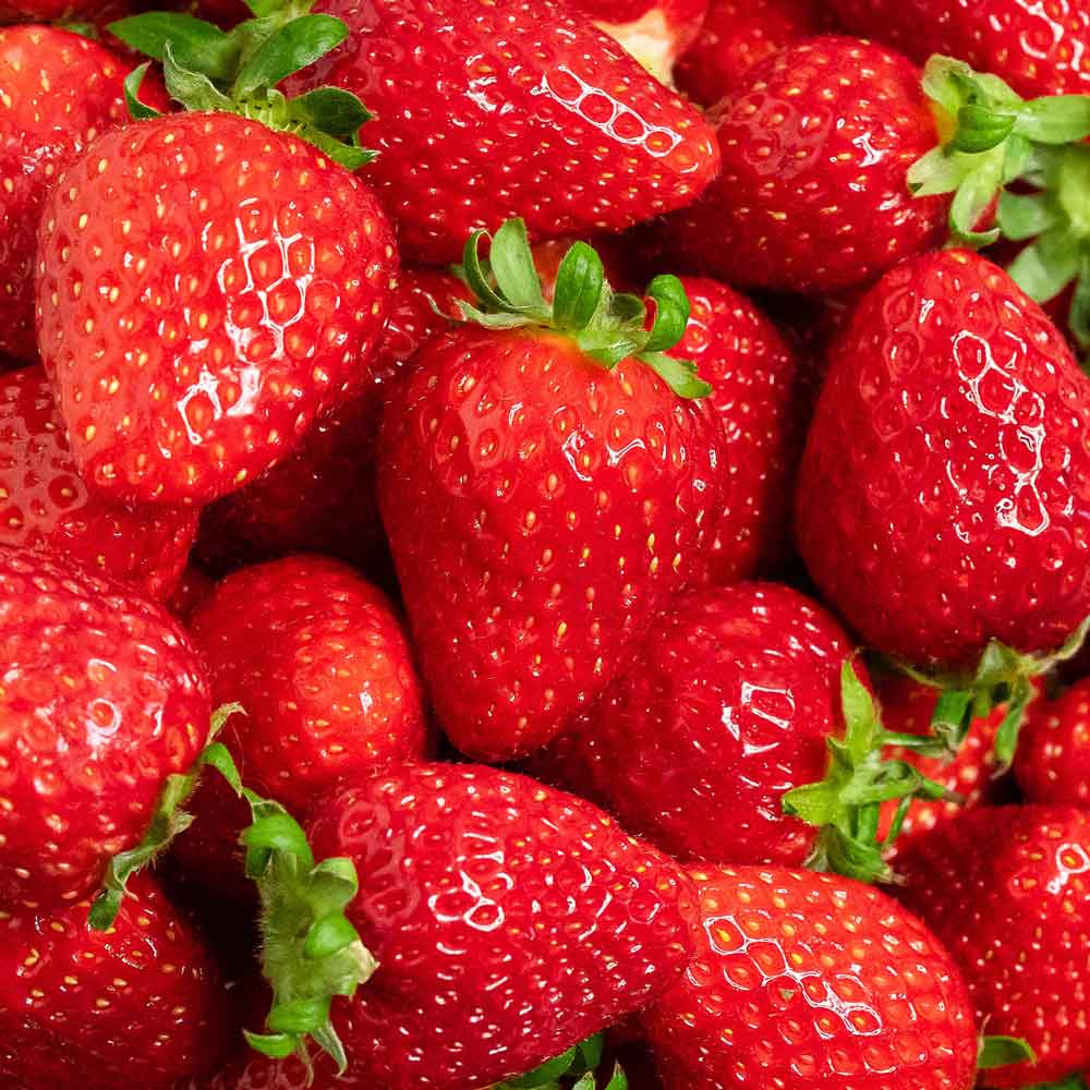 논산 킹스베리 딸기 비타베리 설향 대왕딸기