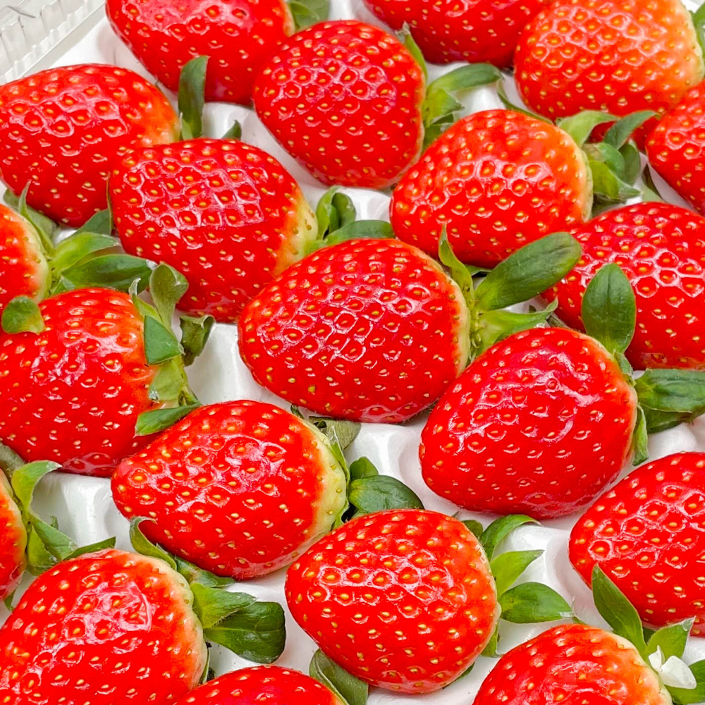 논산 킹스베리 딸기 비타베리 설향 대왕딸기