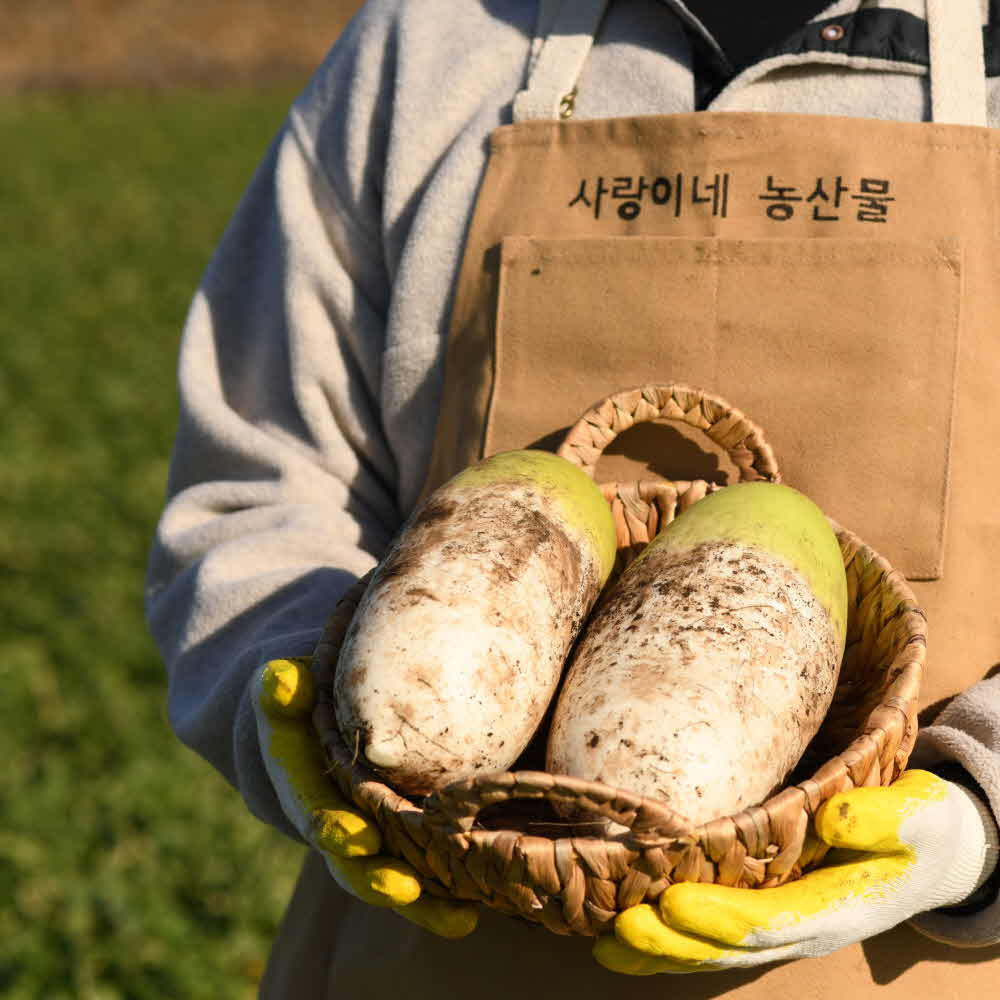 산지직송 제주 무 무우 유기농 제주무 겨울무 월동무 3kg 5kg 10kg