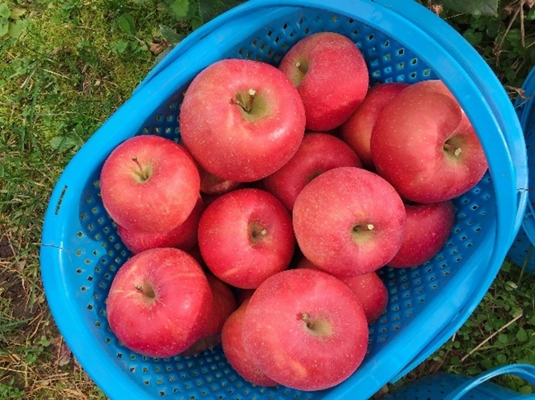 국내산 아삭한 부사사과 가정용 경북 햇 부사 생과