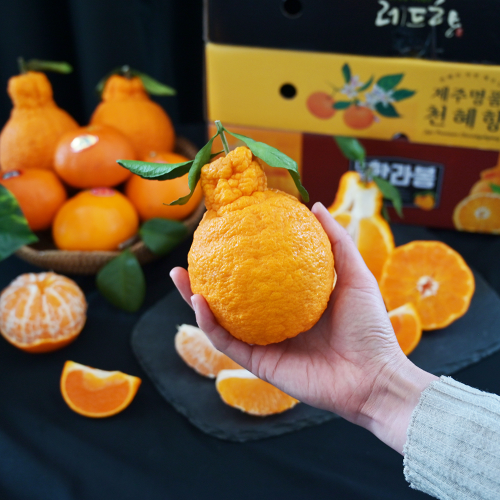 [산지직송] 봉봉 한라산 봉우리 한라봉 가정용 벌크 포장 1.5kg 2.5kg 4.5kg 소과 중과 대과