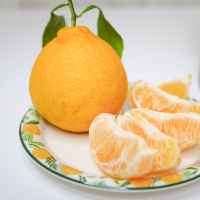 [오커브팜] 제주 한라봉 봉봉 한라봉 일반포장