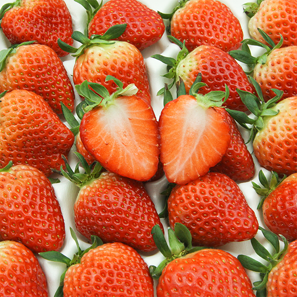 [당일수확] 대한민국 딸기독립 눈 속의 향기 새콤달콤 논산 딸기 설향 750g  한입 특