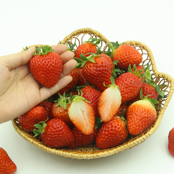 [당일수확] 대한민국 딸기독립 눈 속의 향기 새콤달콤 논산 딸기 설향 750g  한입 특