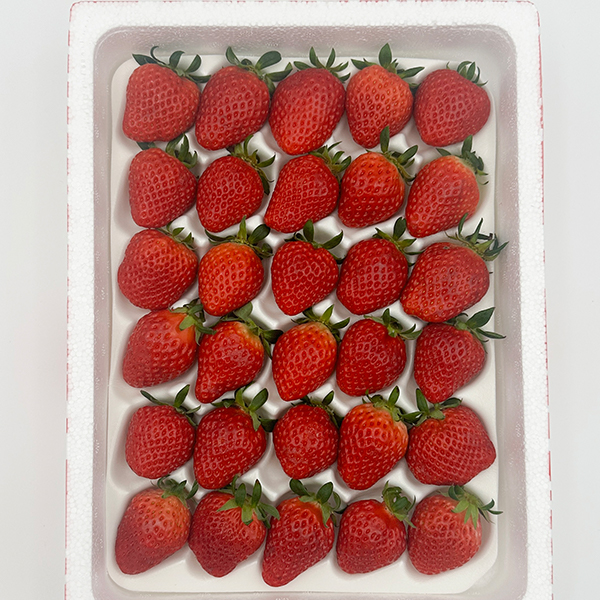 [당일수확] 대한민국 딸기독립 눈 속의 향기 새콤달콤 논산 딸기 설향 750g  한입 특