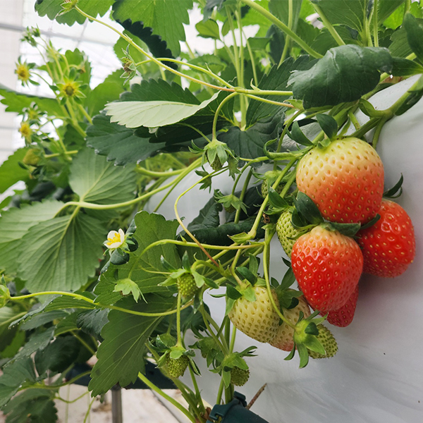 [당일수확] 대한민국 딸기독립 눈 속의 향기 새콤달콤 논산 딸기 설향 750g  한입 특