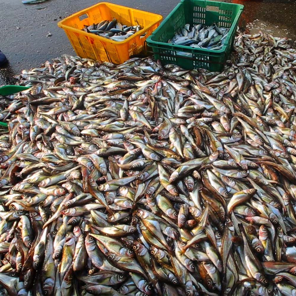 국내산 급냉 도루묵 1kg 10-20미 내외