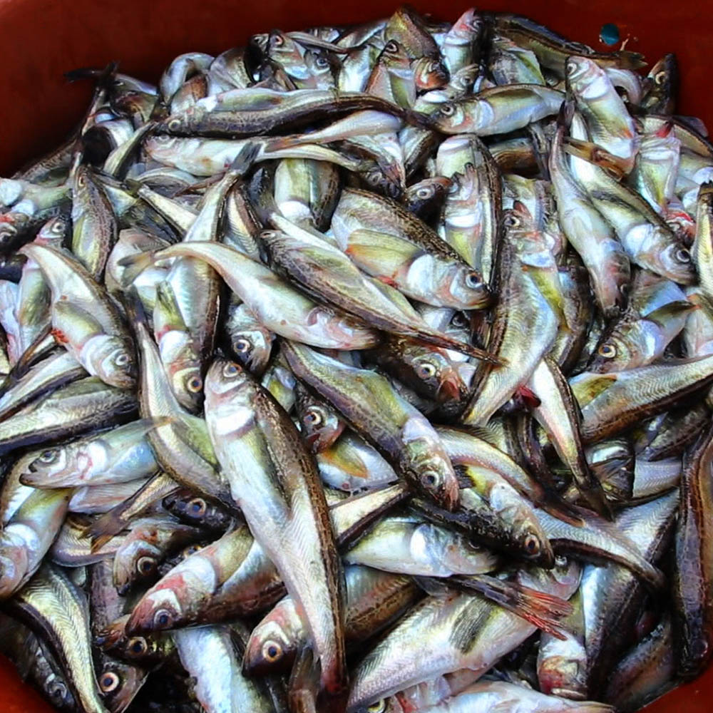 국내산 급냉 도루묵 1kg 10-20미 내외