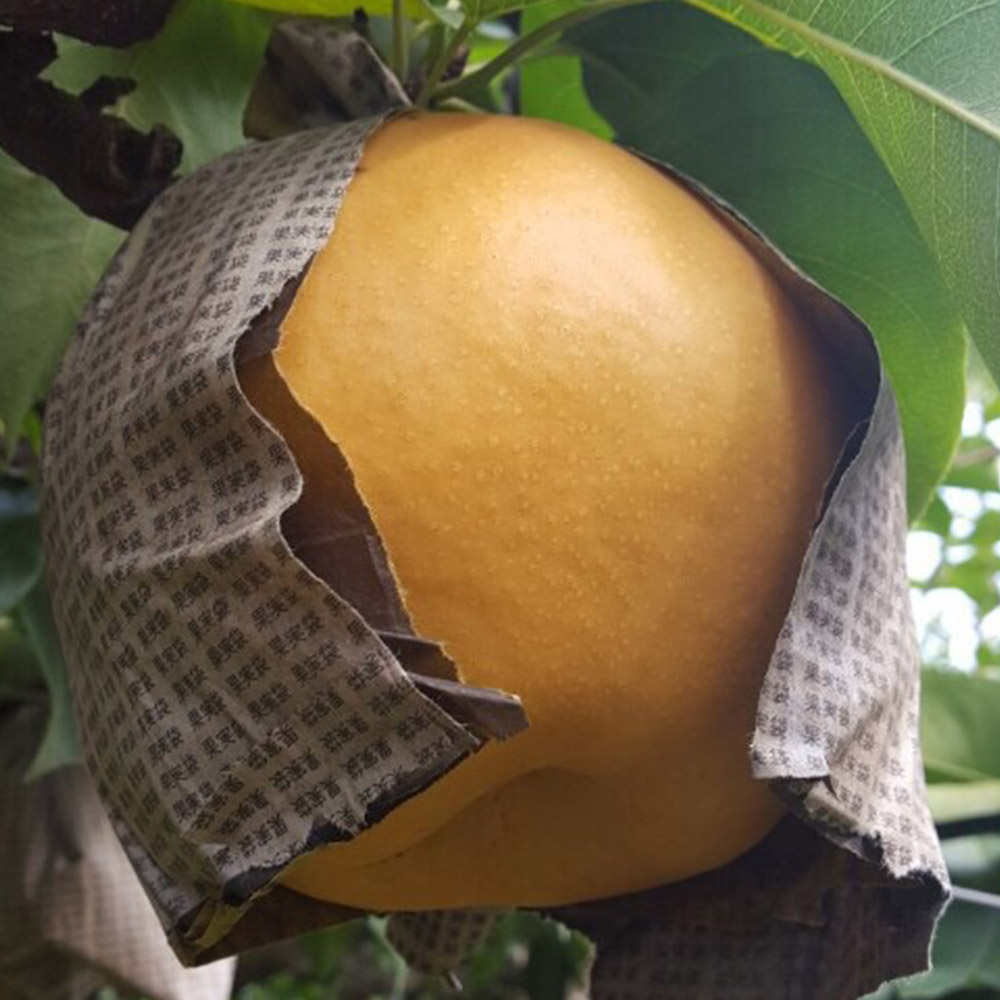 국내산 가정용 배 5kg 7-11과