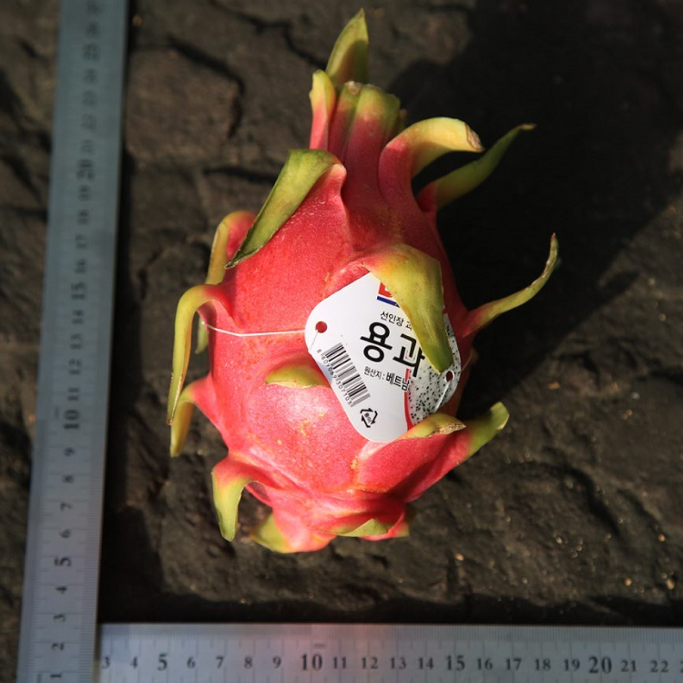 직수입 정품 Dole 돌 용과 베트남산 화이트 용과 생과