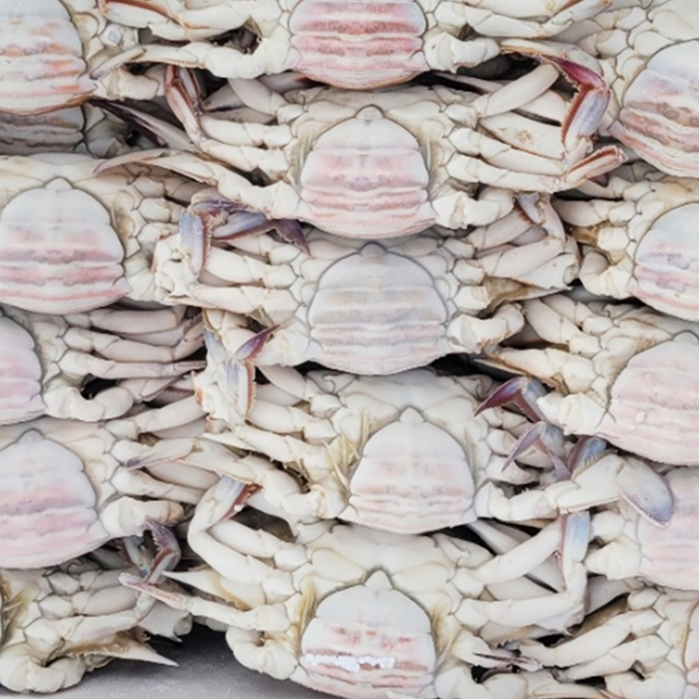 [제철수산] 싱싱한 활꽃게를 후덜덜 급냉 꽃게 살이 꽉찬 급랭 꽃게 알배기 꽃게 1kg 2kg 3kg