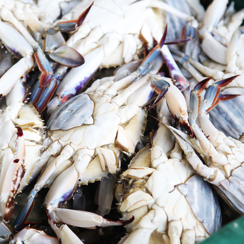 [제철수산] 싱싱한 활꽃게를 후덜덜 급냉 꽃게 살이 꽉찬 급랭 꽃게 알배기 꽃게 1kg 2kg 3kg