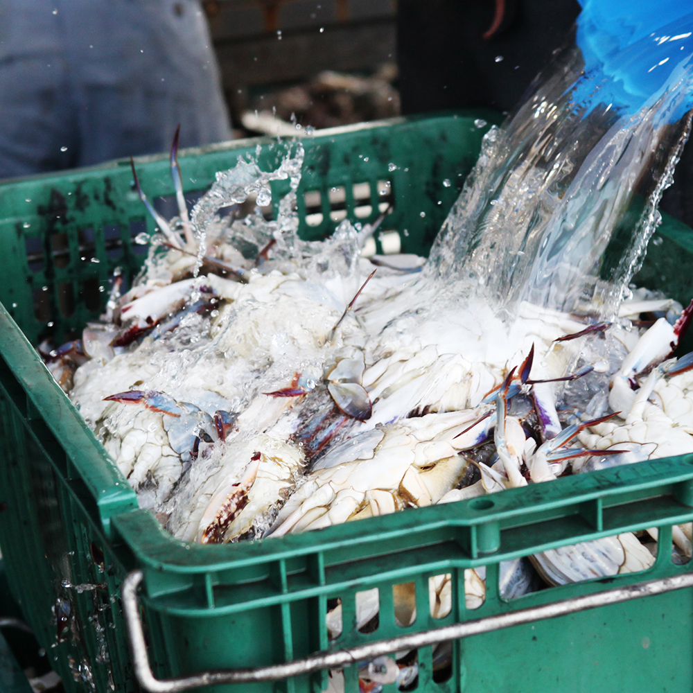 [제철수산] 싱싱한 활꽃게를 후덜덜 급냉 꽃게 살이 꽉찬 급랭 꽃게 알배기 꽃게 1kg 2kg 3kg