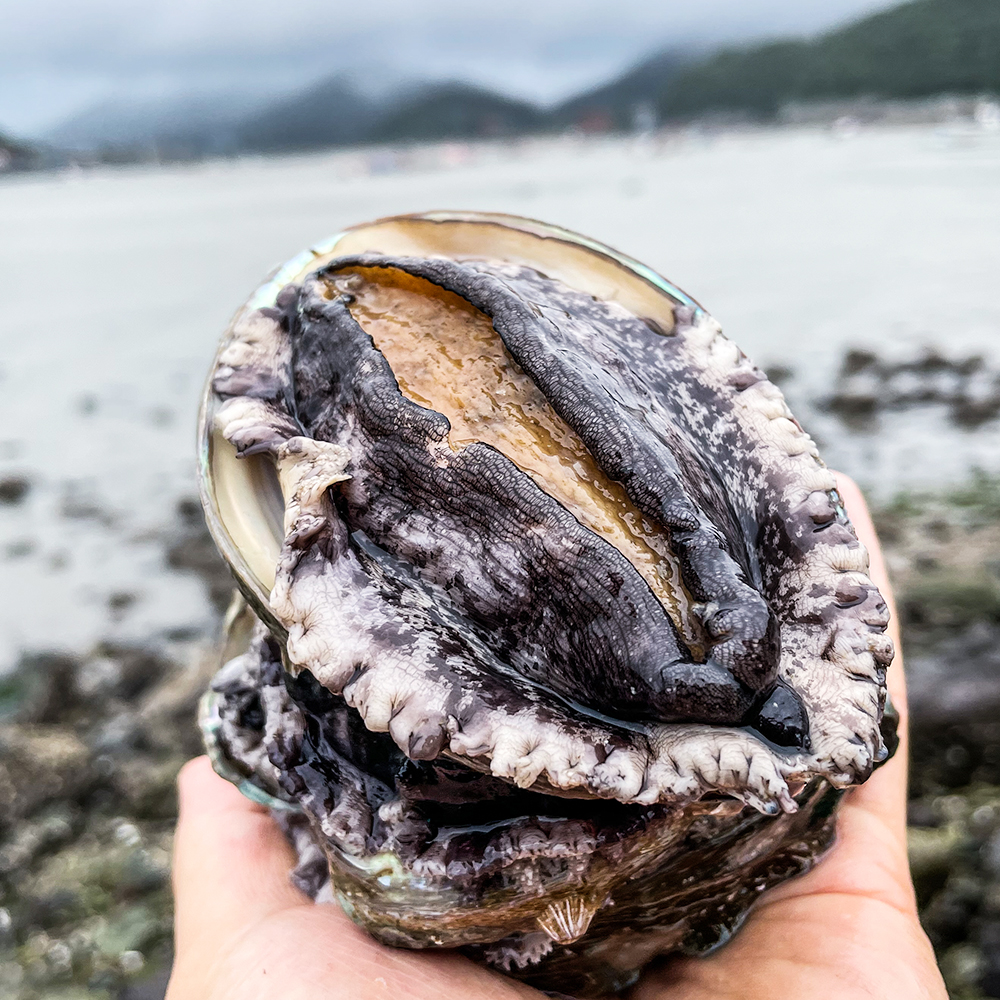 [산지직송] 바다의 산삼 살아숨쉬는 완도 활전복 당일 해수 산소포장 가정용 1kg 금보자기싼 선물세트 1kg 국내산