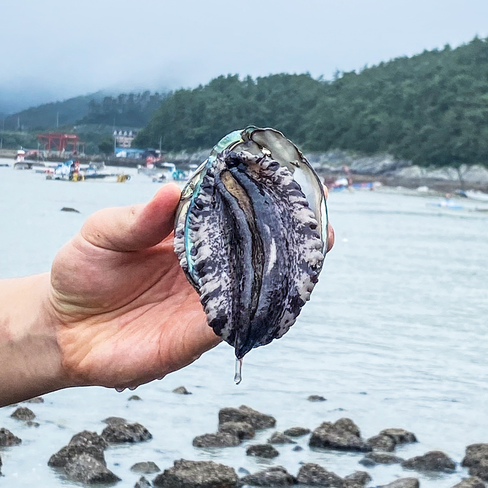 [산지직송] 바다의 산삼 살아숨쉬는 완도 활전복 당일 해수 산소포장 가정용 1kg 금보자기싼 선물세트 1kg 국내산