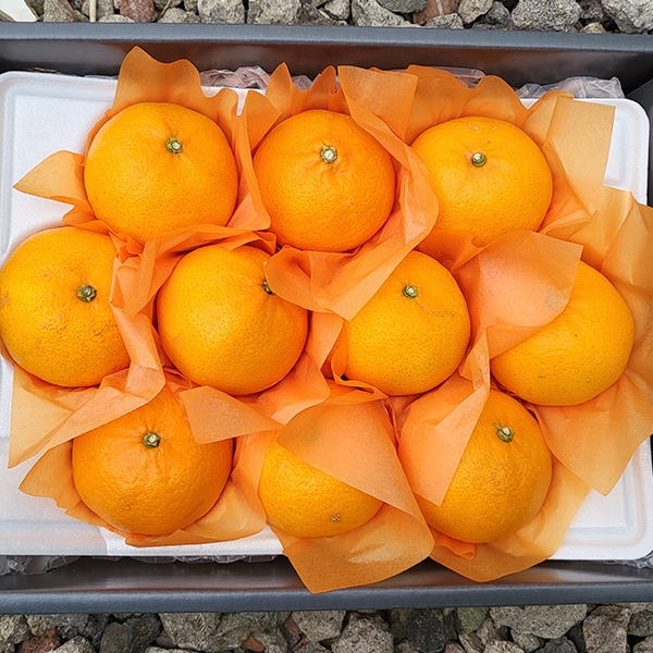 [산지직송] 마음담아  천리가는 제주 천혜향 프리미엄 선물세트 2kg 3kg 5kg 소과 중과 대과