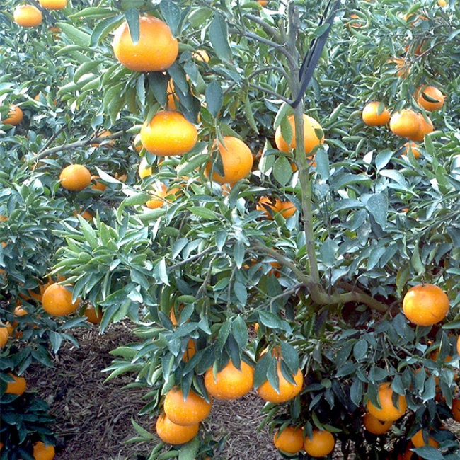 [산지직송] 마음담아  천리가는 제주 천혜향 프리미엄 선물세트 2kg 3kg 5kg 소과 중과 대과