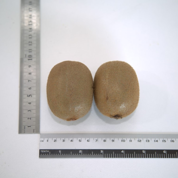 국내산 산지직송 참다래 키위 그린키위