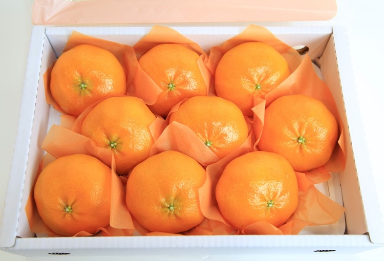 제주 당도선별 프리미엄 천혜향 레드향 한라봉 선물용포장 명절 선물세트