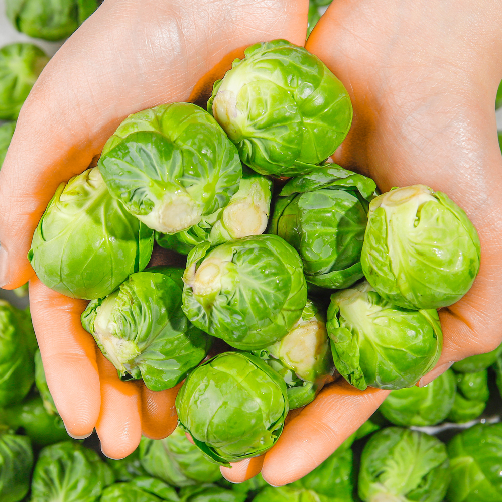 제주 방울양배추 미니양배추 500g 꼬마양배추