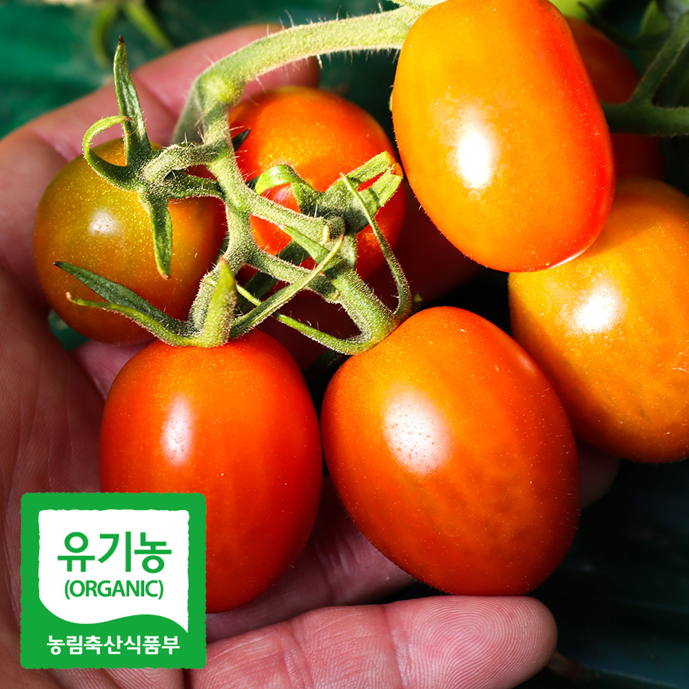 초록초록팜 유기농 대추 방울 토마토 1kg 2kg 3kg 5kg 친환경 방토