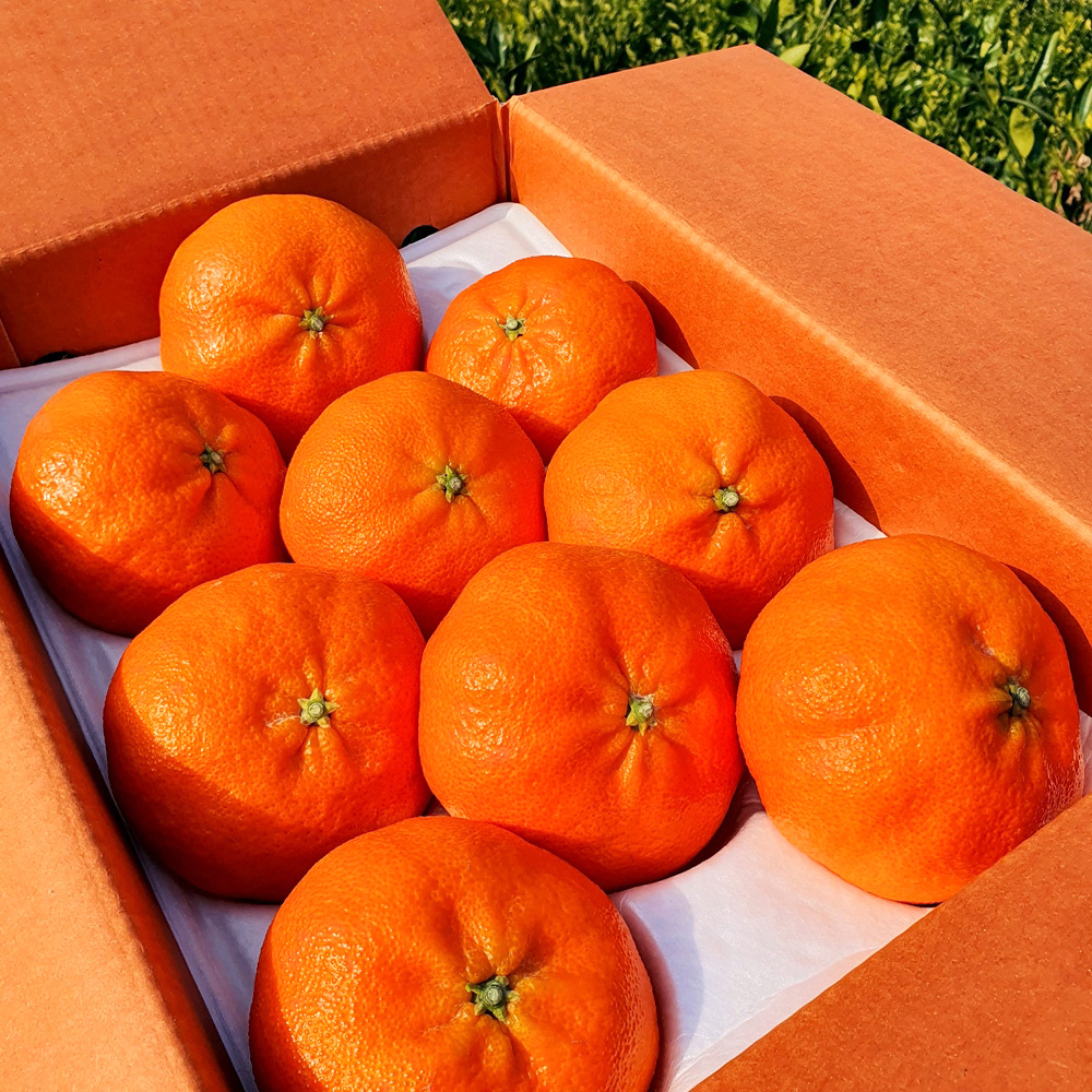 첫수확 제주 레드향 고당도 가정용 3kg 5kg 제철 과일