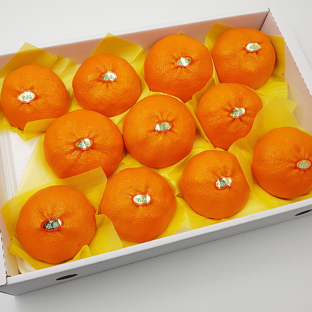 첫수확 제주 레드향 고당도 가정용 3kg 5kg 제철 과일