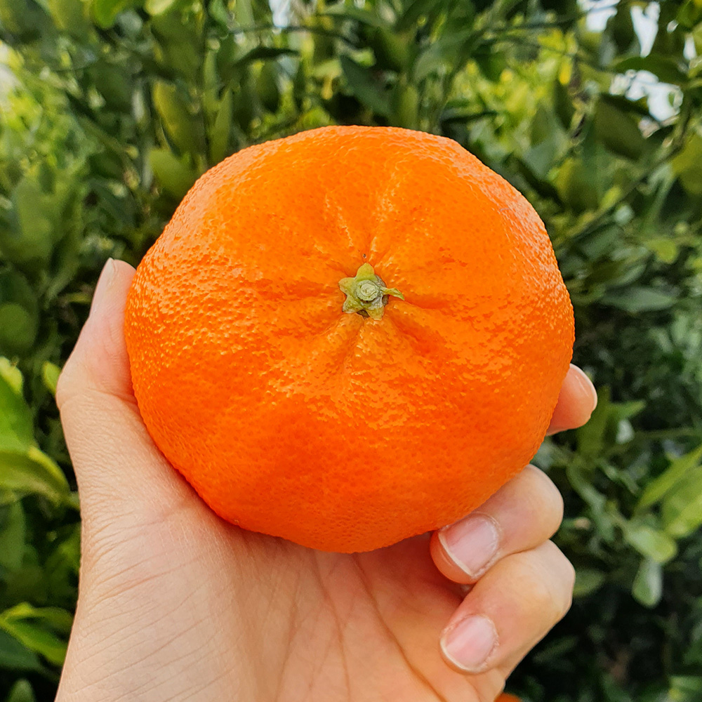 첫수확 제주 레드향 고당도 선물용 3kg 5kg 제철 과일 선물 세트 설선물