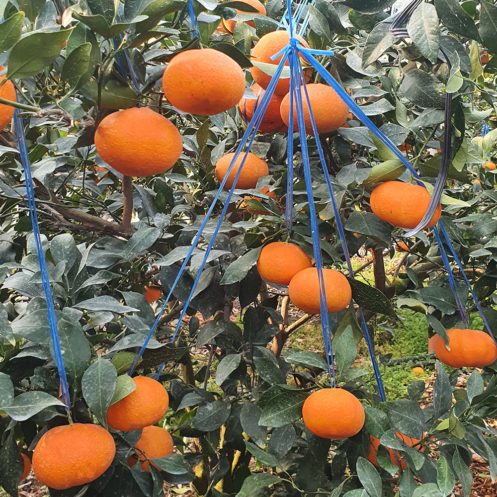 첫수확 제주 레드향 고당도 선물용 3kg 5kg 제철 과일 선물 세트 설선물