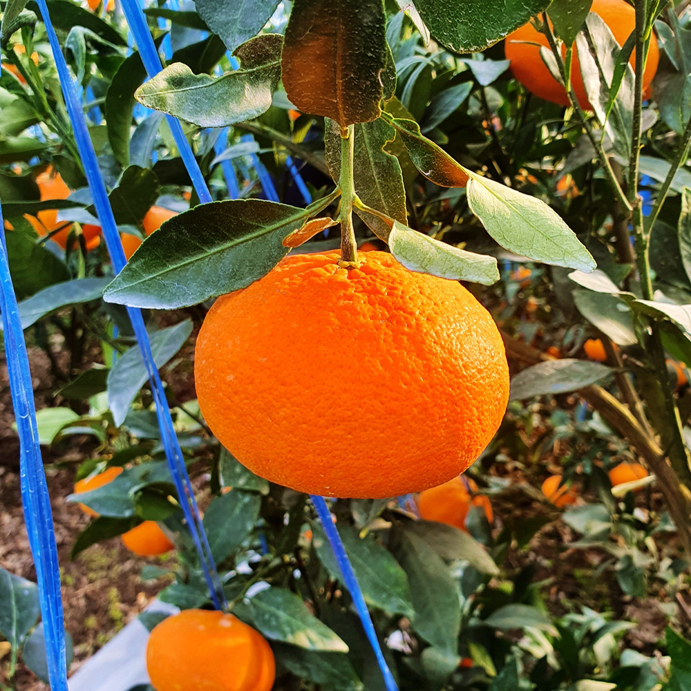 첫수확 제주 레드향 고당도 선물용 3kg 5kg 제철 과일 선물 세트 설선물