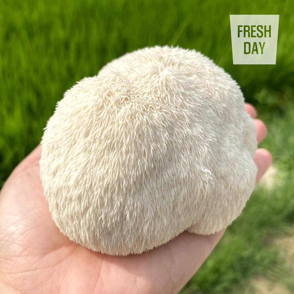 [프레시데이] 국내산 프리미엄 건버섯 선물세트 1호 (노루궁뎅이/목이/표고)