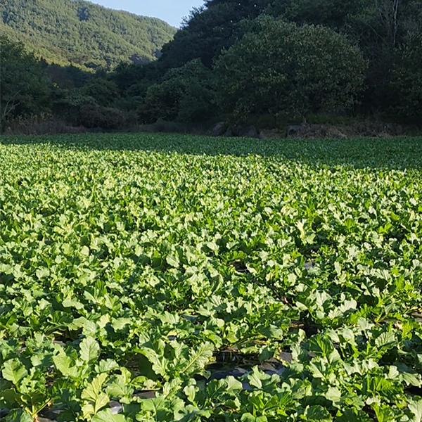 [김장최고] 수박무 아삭 은은 과일 무 무우 무시
