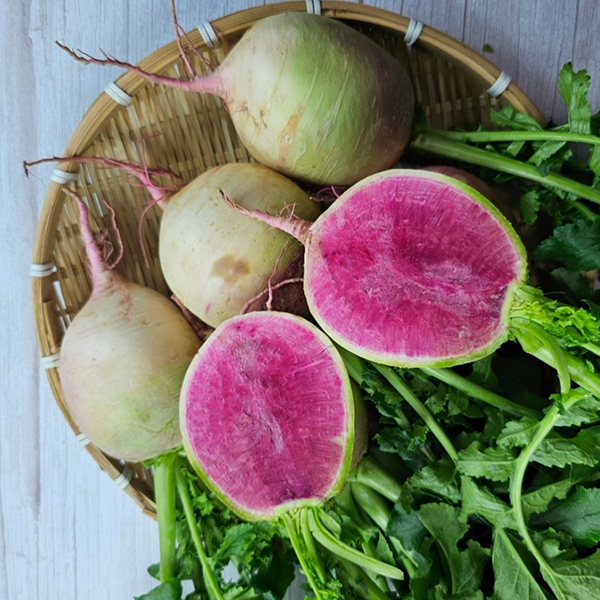 [김장최고] 수박무 아삭 은은 과일 무 무우 무시 대표이미지 섬네일