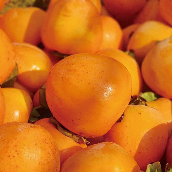 홍시용 영암 대봉감 10kg 못난이 랜덤과(31~55과)