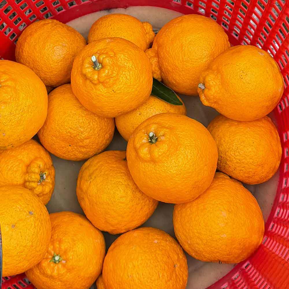제주 한라봉 한라봉제철 노지 한라봉 3kg 5kg