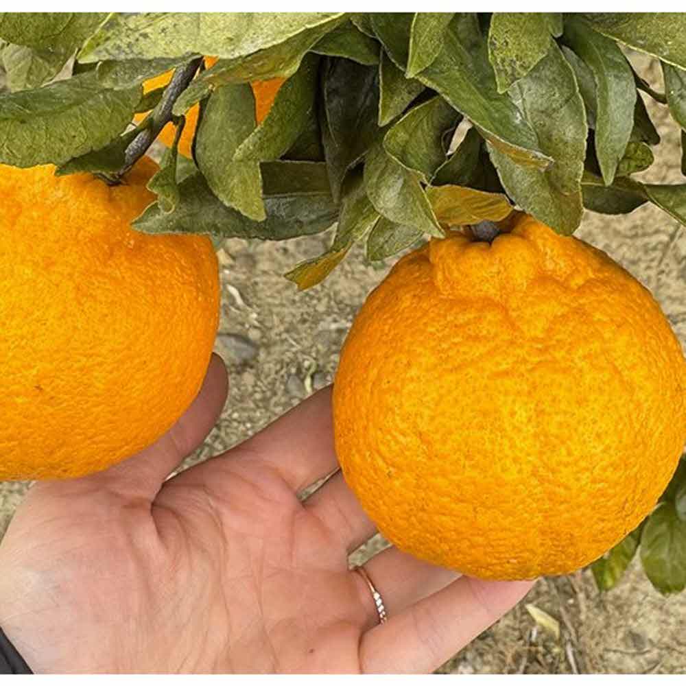 제주 한라봉 한라봉제철 노지 한라봉 3kg 5kg