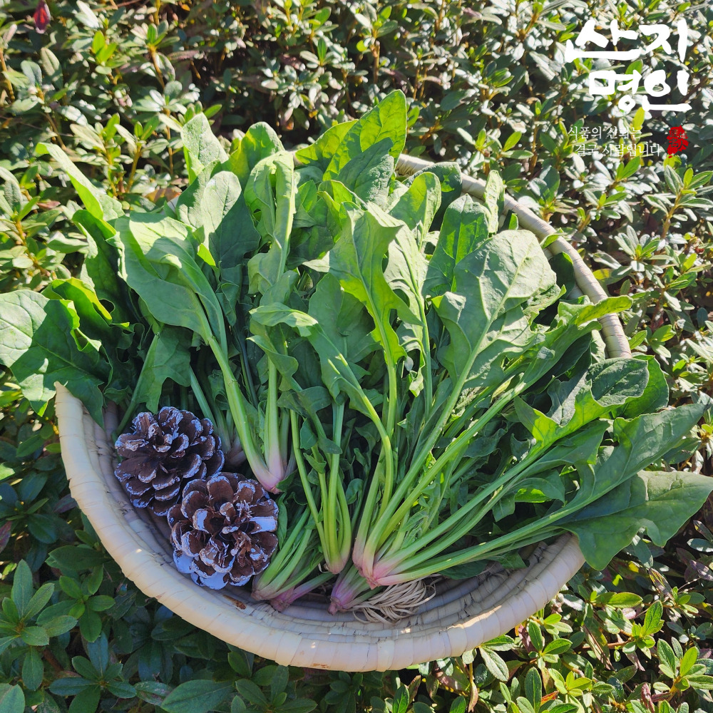 [산지명인] 남해 해풍 먹은 햇 시금치 1kg 보물초