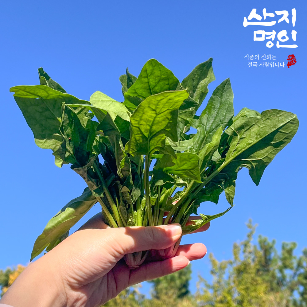 [산지명인] 남해 해풍 먹은 햇 시금치 1kg 보물초