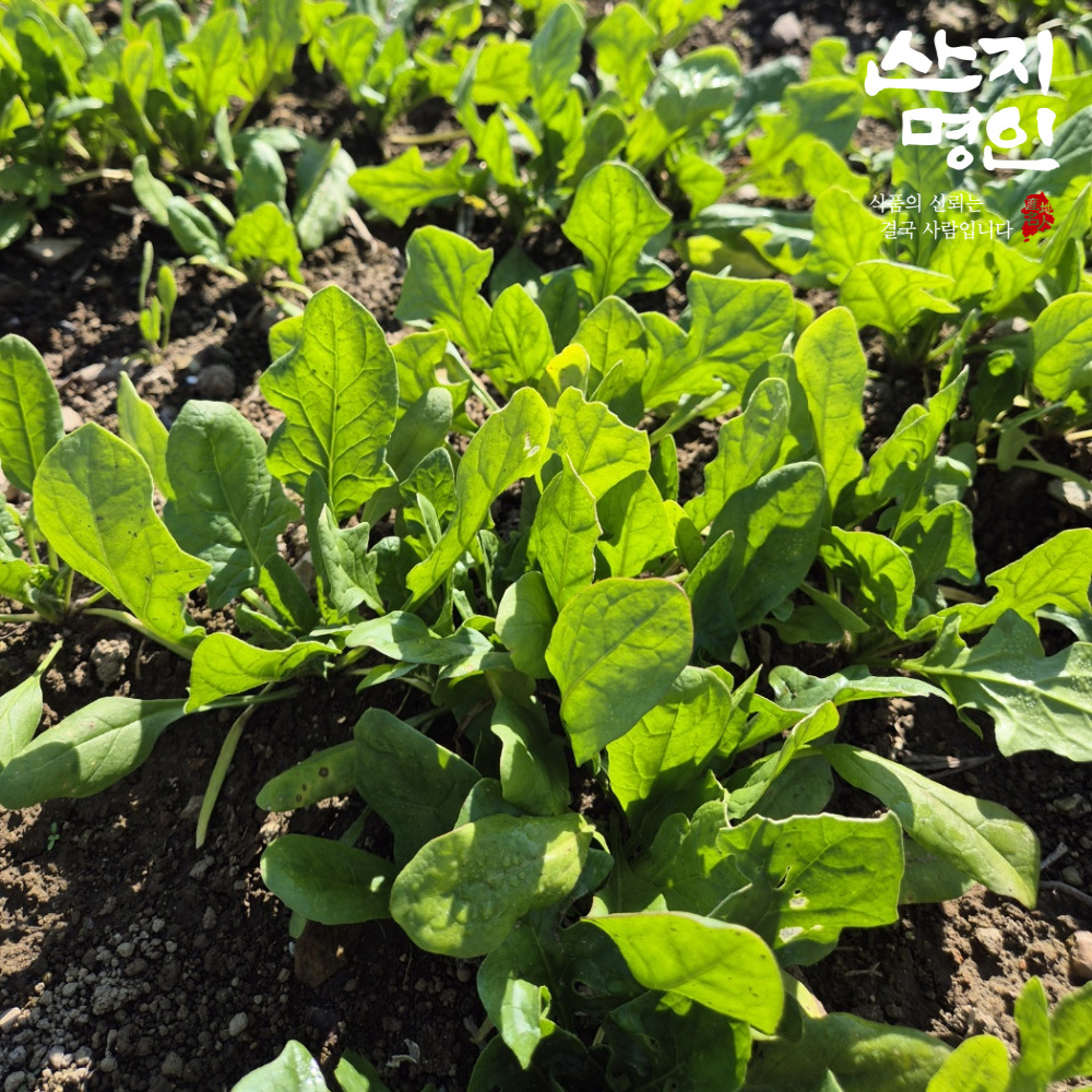[산지명인] 남해 해풍 먹은 햇 시금치 1kg 보물초