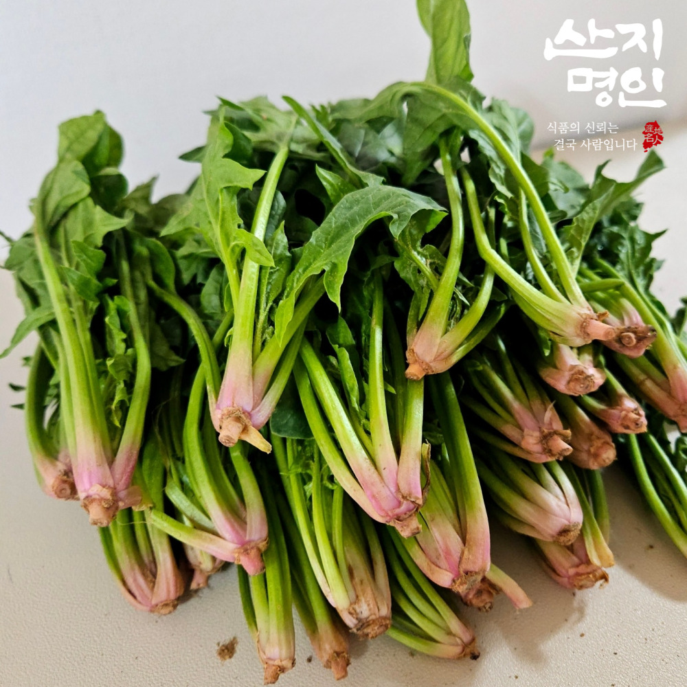 [산지명인] 남해 해풍 먹은 햇 시금치 1kg 보물초