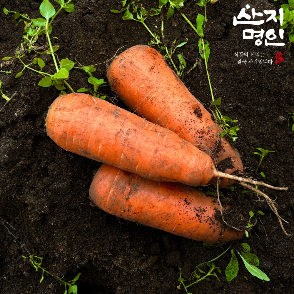 [산지명인] 제주 흙당근 3kg 국내산 햇 화산토 제주당근