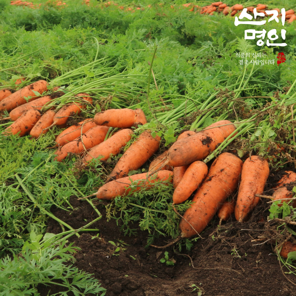 [산지명인] 제주 흙당근 3kg 국내산 햇 화산토 제주당근
